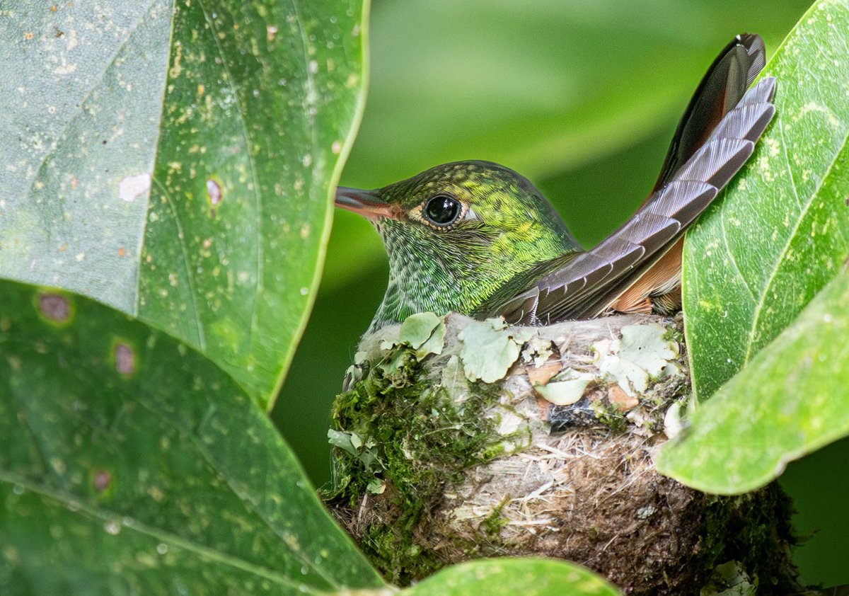 A Rufous-tailed Hummingbird on her nest...one of many highlights from our recent trip to Costa Rica. The egg cup sized nest was a work of art!
<a href="/ThePhotoHour/">#ThePhotoHour</a> #hummingbirds <a href="/Natures_Voice/">RSPB</a>
