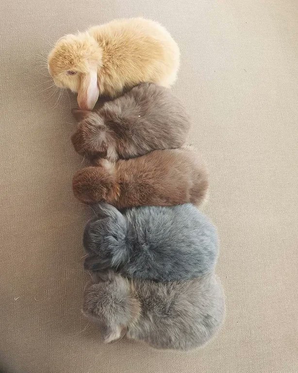 Rainmaker1973's tweet photo. The color gradient of these bunnies https://t.co/pnw2zbixFl