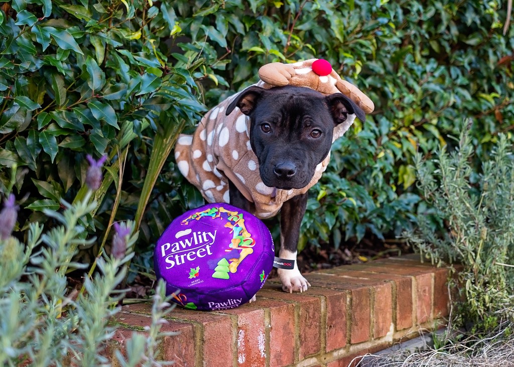 clover_duo's tweet photo. Craving a chocolate treat?  

You're in luck! I’ll share ONE with you! 🍫 I've been told it’s polite to share, so here’s your chance. But remember, the rest are all mine! 😄

Toy - @tedlowandco
Outfit - @petsathomeuk 

#staffordshirebullterrier #staffy #staffygram #staffylove https://t.co/8UEUngevvD