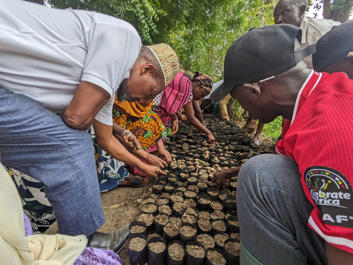 TABIOtz2011's tweet photo. Our ongoing Campaign "Seed and Tree Is Life!"Trees are the lungs of the world" In Masasi, with KIMAS lead farmers TABIO we successfully establish a nursery with over 6,000 pots with seeds. A step toward a greener future! #ViAgroforestry #ASILI_B #Biodiversity #SustainableFarming" https://t.co/zzzaTHNefE