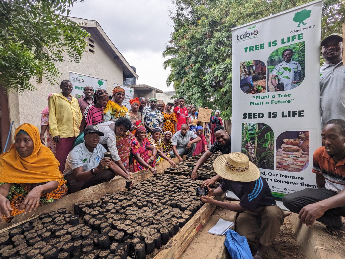 TABIOtz2011's tweet photo. Our ongoing Campaign "Seed and Tree Is Life!"Trees are the lungs of the world" In Masasi, with KIMAS lead farmers TABIO we successfully establish a nursery with over 6,000 pots with seeds. A step toward a greener future! #ViAgroforestry #ASILI_B #Biodiversity #SustainableFarming" https://t.co/zzzaTHNefE