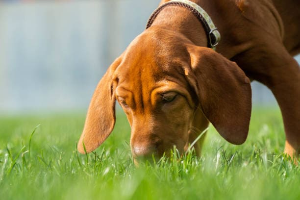 SaberySerCom's tweet photo. ¿Por qué mi perro come caca de gato? Entendiendo este comportamiento canino
#Mascotas #ComportamientoCanino #SaludAnimal
https://t.co/PTsHtSNaj6 https://t.co/oEk9GowUIW