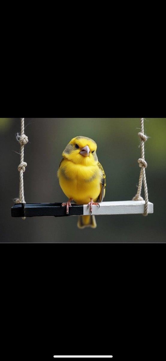 8taşım Menerimi salıncağa almış  #BJKvFB