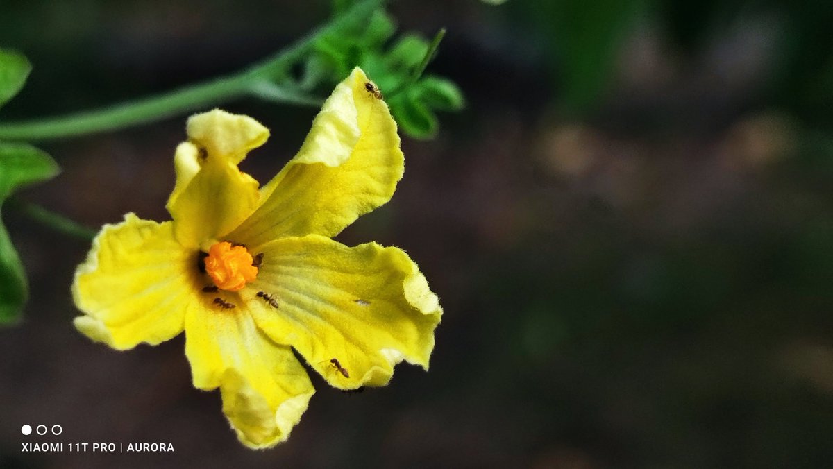 R0gue_Specter's tweet photo. Todays, lets make it busy and productive day🌞🌞 those little guys are already working, doing ant things 💚🌱💚💚

#NatureTherapy #NatureisLife #FlowersonX #flowera day https://t.co/77VEn07ujI