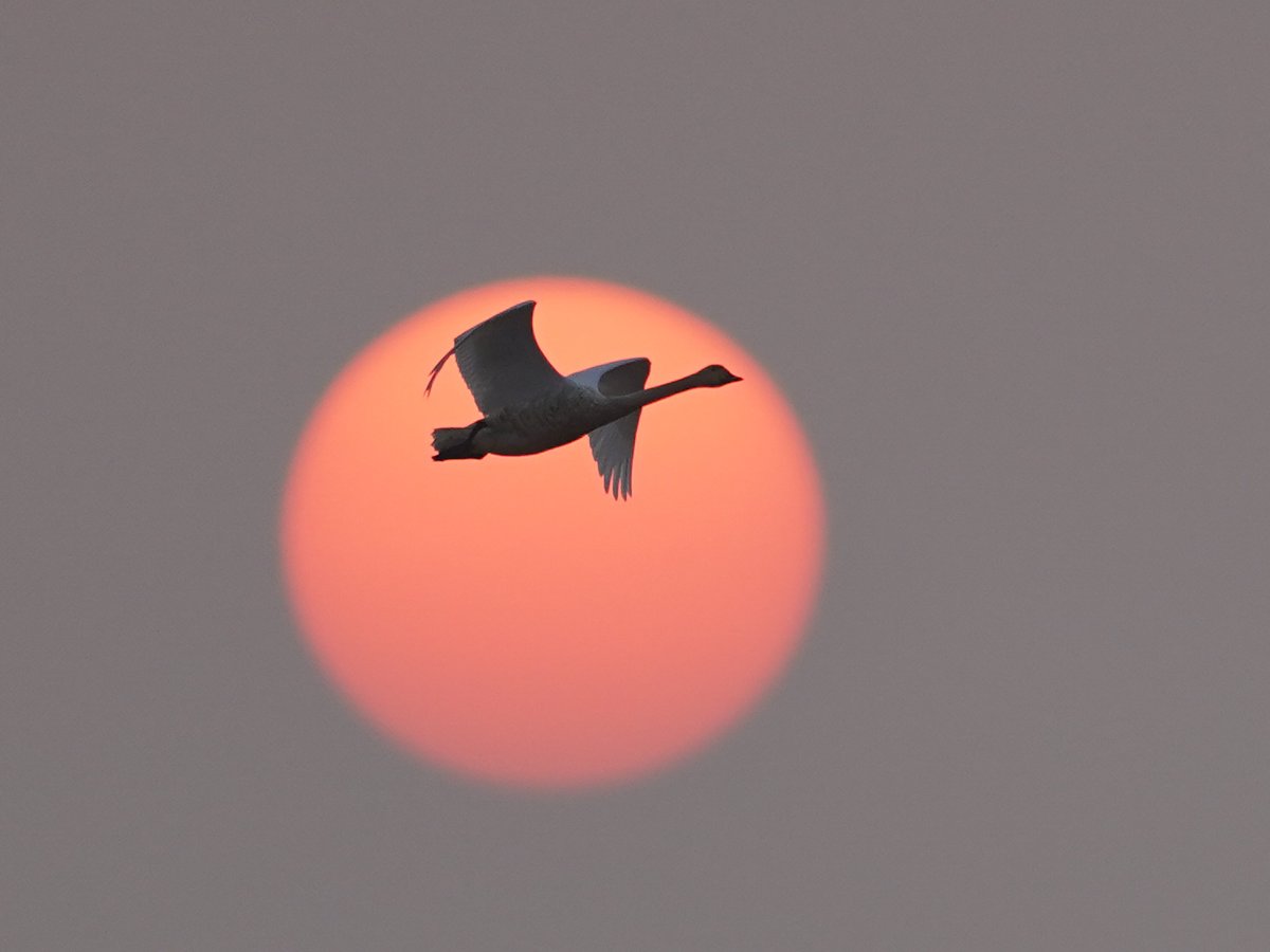 ChinaDaily's tweet photo. #OneMoment Migrant birds fly in the afterglow of the setting sun over the Wuxing white crane conservation area by the Poyang Lake in Nanchang, East China's Jiangxi province. https://t.co/UPyzFHIm4h