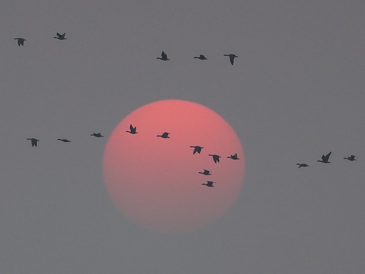 ChinaDaily's tweet photo. #OneMoment Migrant birds fly in the afterglow of the setting sun over the Wuxing white crane conservation area by the Poyang Lake in Nanchang, East China's Jiangxi province. https://t.co/UPyzFHIm4h