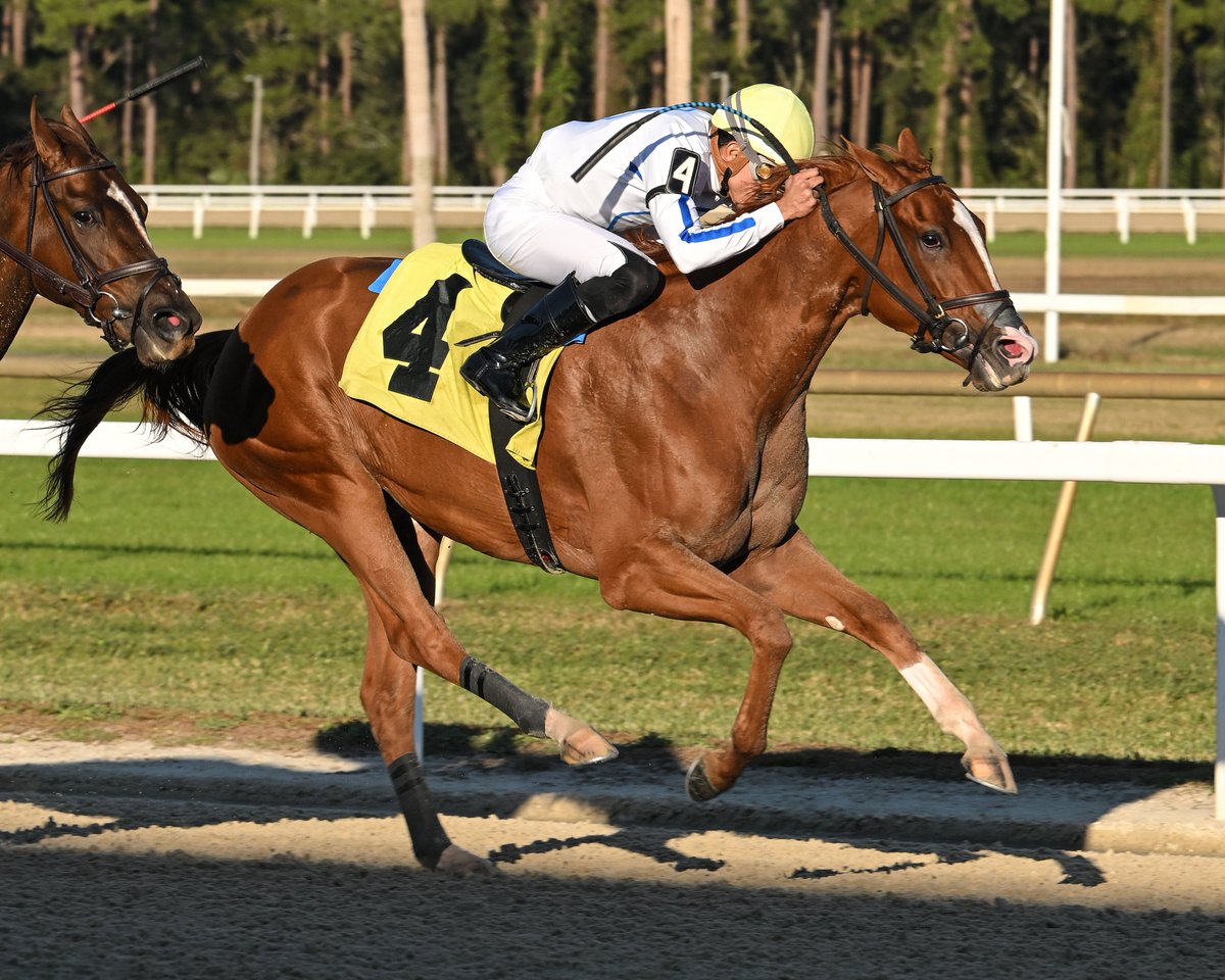 #FloridaBred Mrs Worldwide Wins Second Straight Stakes With Sandpiper Score <a href="/TampaBayDownsFL/">Tampa Bay Downs Official Account</a>

Ridden by <a href="/JOCKEYSMARIN/">Samuel Marin🇻🇪</a> &amp; trained by <a href="/BLynchRacing/">Brian Lynch Racing 🦘</a> for Flying Dutchmen Breeding and Racing LLC, she was bred in Florida by Rebecca Ming

#Wire2Wire Read now: ftboa.com/florida-bred-m…