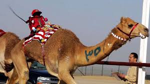 This is too funny. Just learning about this today. Apparently there is a sport where robots ride camels.