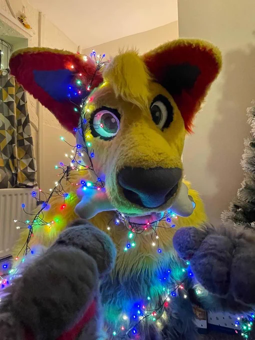 Image from Bonkers➡️Pawsome2026 (@YellowFluffDog)
