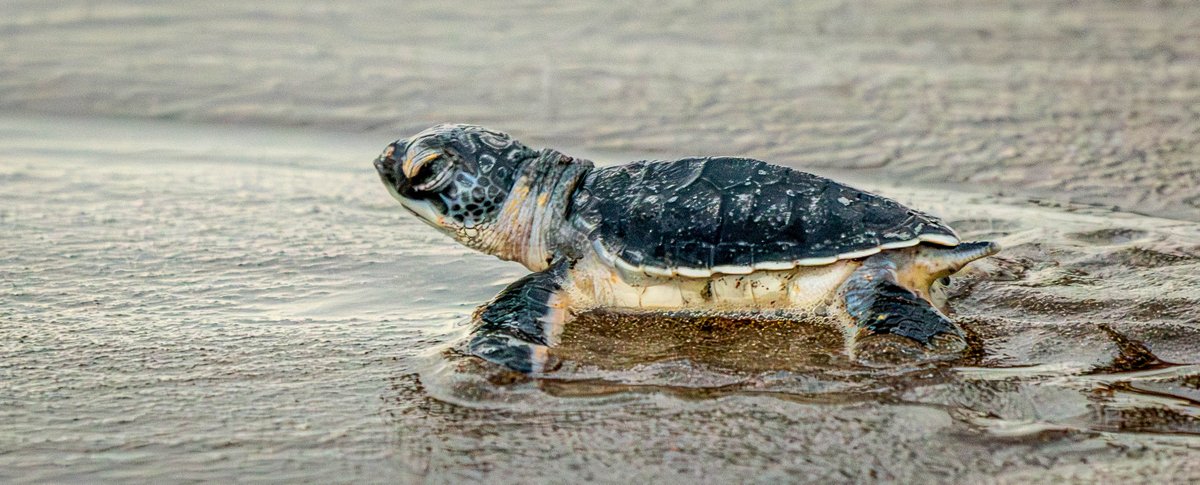 A journey begins...Green Turtle hatchling, Costa Rica, November 2024.
<a href="/ThePhotoHour/">#ThePhotoHour</a>