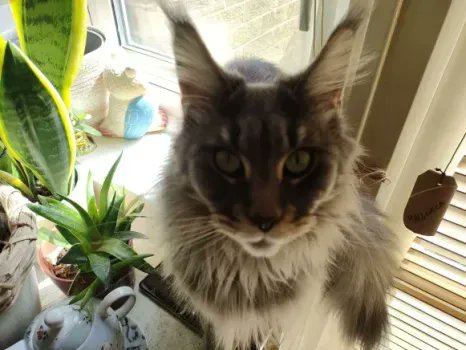 therealplia's tweet photo. @daprivacyupdate awesome sauce
heres a pic of my cat https://t.co/RpGTzTIfsQ