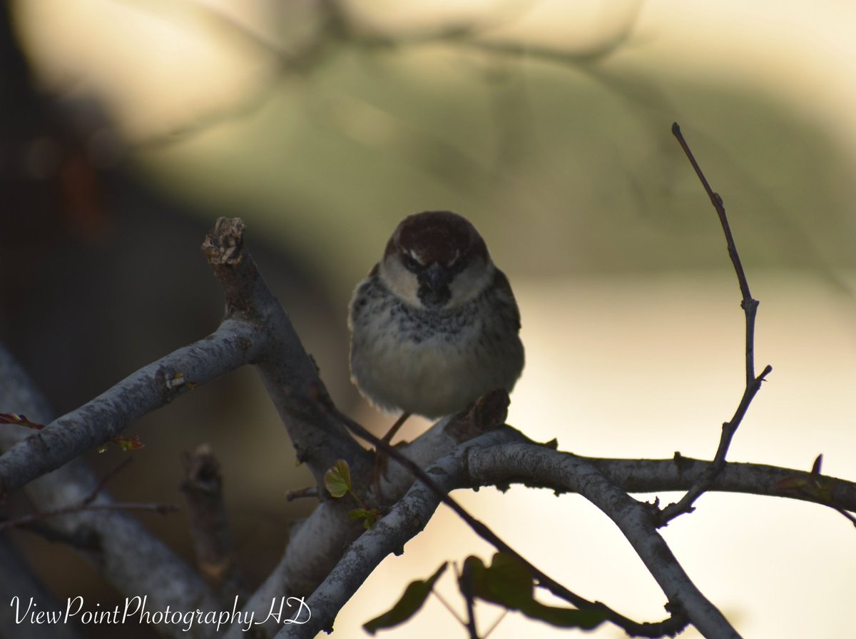 VPPhotographyHD's tweet photo. 🇲🇹 📸 #Malta #Valetta #Sparrow #HouseSparrow #Birds #PerchingBird #BirdsOfInsta #BirdsPhotography #Wildlife #Animals #Nature #Travel #Sightseeing #AnimalLovers #CloseUp #BirdWatching #WildlifePhotography #NaturePhotography #Europe #Mediterranean #ViewPointPhotographyHD #Share https://t.co/1ttD7A07CJ