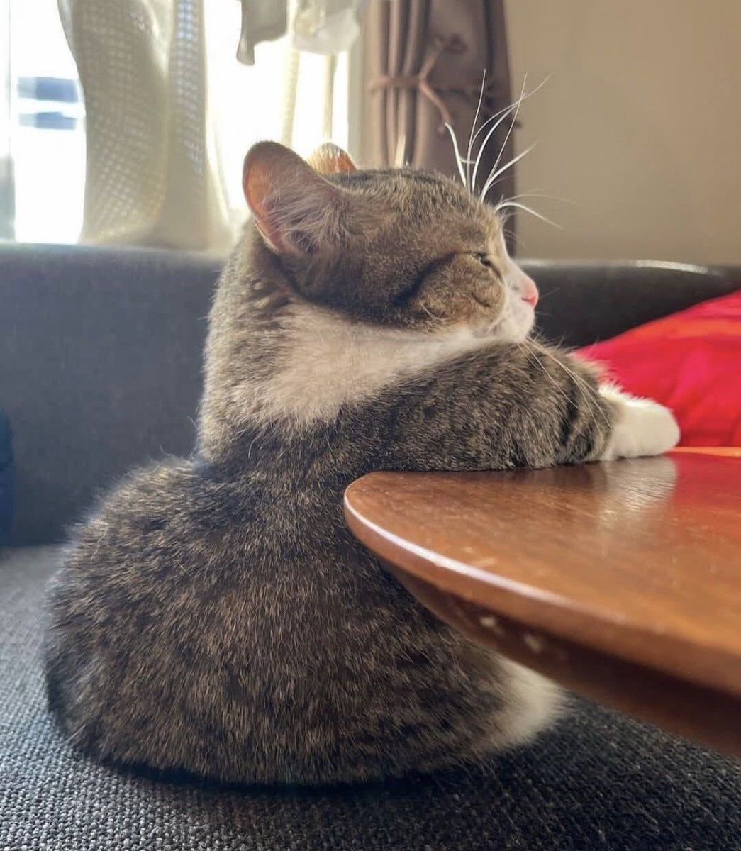 PunchingCat's tweet photo. “a warm glass of milk please!” https://t.co/5617QZj5mC