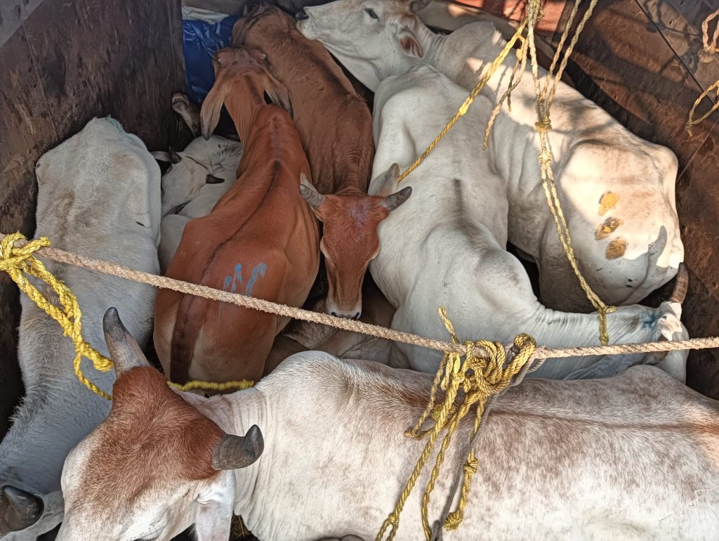 Mercy_for_Cows's tweet photo. 14 cows caught being smuggled in the heart of the capital of Odisha. Dt. 28-11-2024

@MohanMOdisha @SantoshKhatua6 @Anu_mohanty79 https://t.co/Kc1XotEGiA