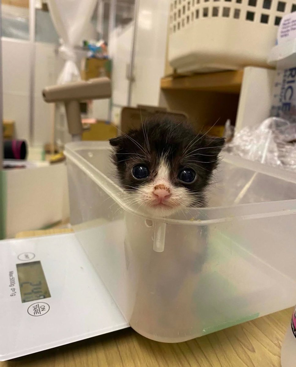 beef bibbler tweet media