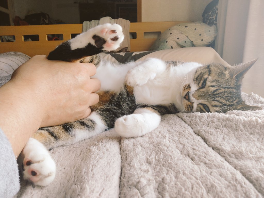 machabowling's tweet photo. おはようございます😺😊
もーみもみのなーでなで😊😺

 #cats #catsoﬁnstagram #catslover #lovecats #instacats #ねこすたぐらむ #ねこ #ねこのきもち #ねこすき #catweet #にゃんだふるらいふ #ねことの暮らし #ねこのいる生活 #ねこずきさんと繋がりたい https://t.co/lnmlYEqVaC