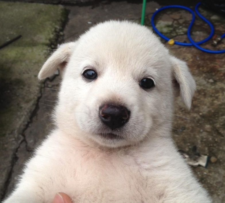 Baby Jing tweet media