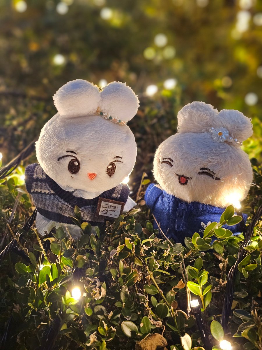 🐰🐰✨🚩