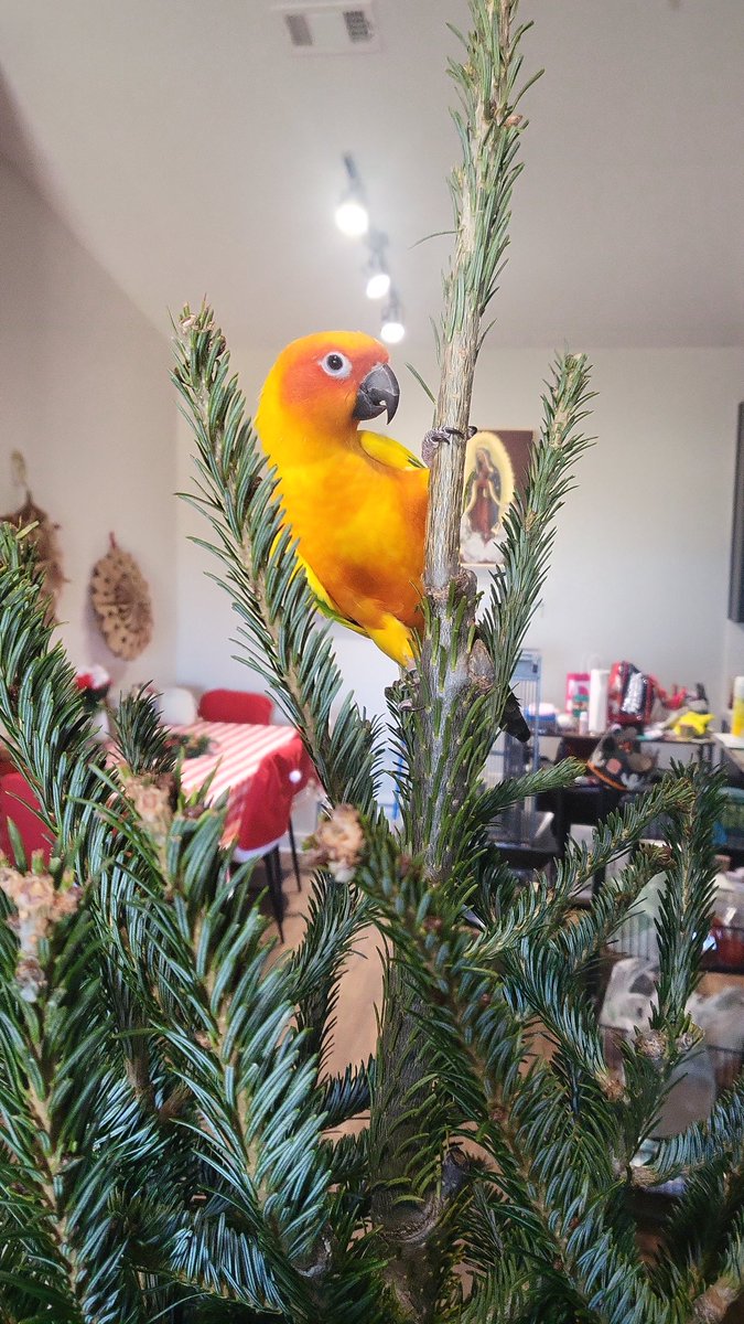 toolouddamnit's tweet photo. He's so into the holiday spirit, I love it 🥰. My little Duncan. #holidayseason https://t.co/JxrISkqcYZ