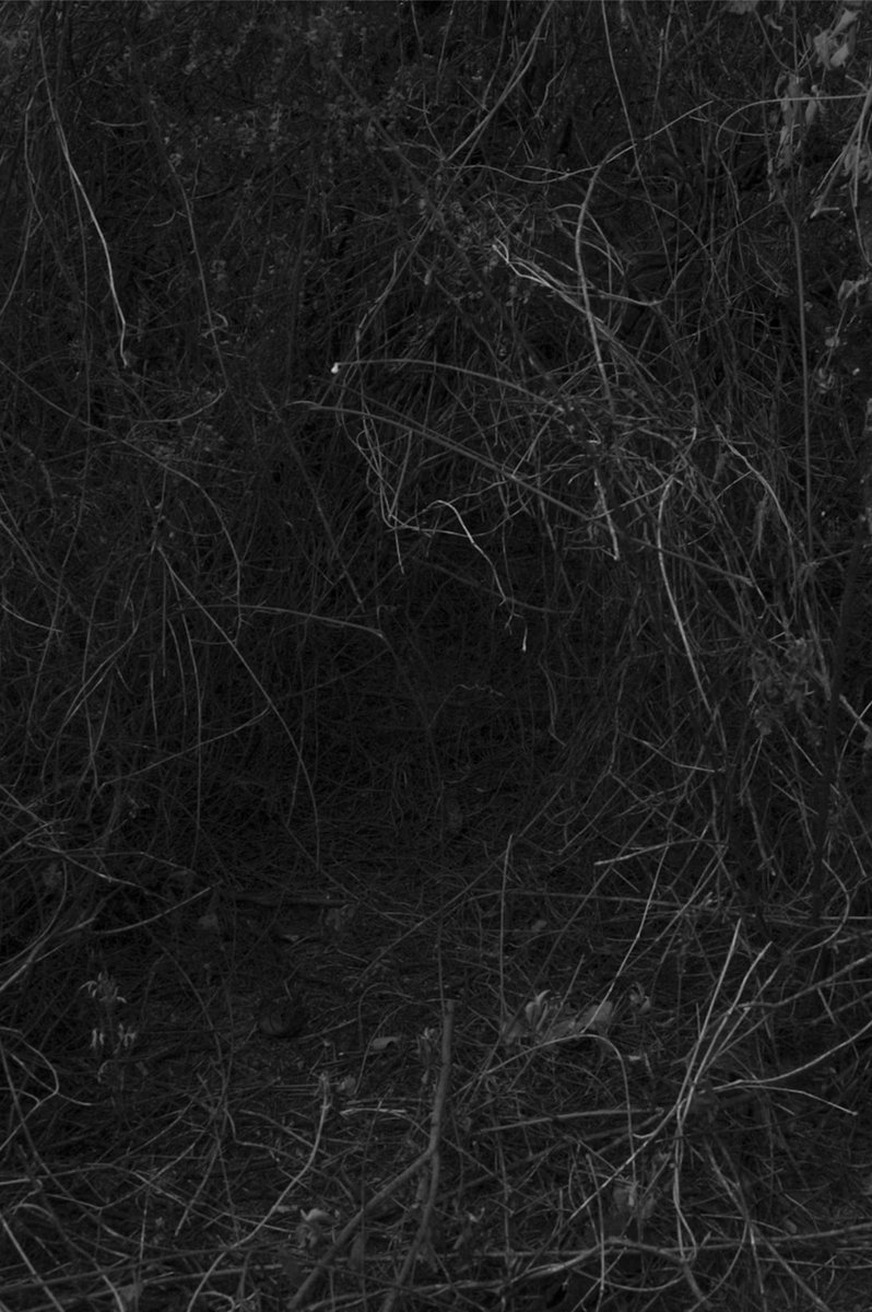 woods
foundation.app/@gallegosfer.s…