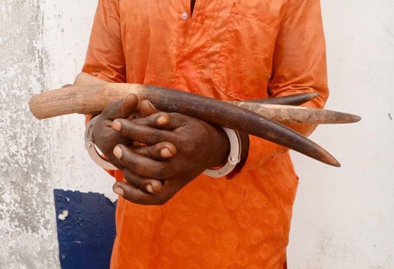 An ivory trafficker arrested with 3 tusks in the Republic of Congo. Good work of  Crepin, Jules and the rest of the PALF team with the authorities. 💪🏻