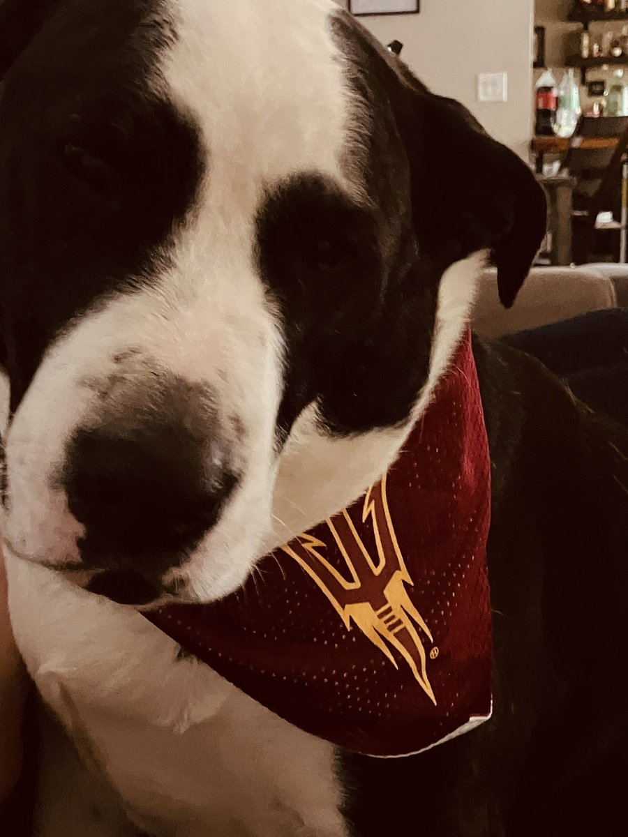#ASU #SunDevils #Big12Championship <a href="/ASUFootball/">Sun Devil Football</a> <a href="/ZekeTheDog1/">Zeke The Dog</a>