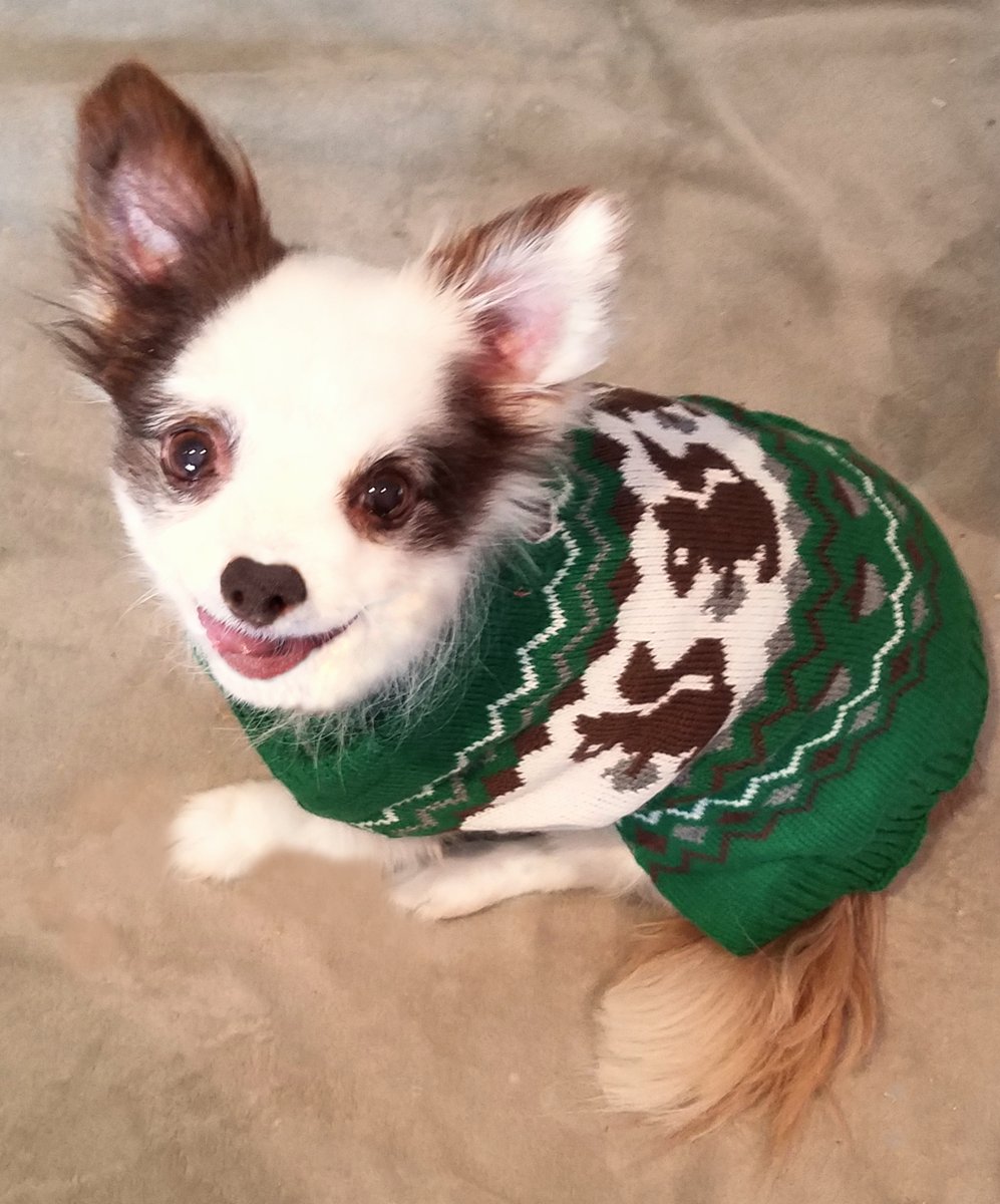 OMD! Mama got me a new sweater and it haz SQIZZERS on it!!
SQUIZZERS!!!! 🐿️❤️🐿️❤️🐿️😍🐿️❤️
What do yoo fink pals? Do I look...
CUTE = LIKE
DASHINGLY HANSUM = RETWEET
☺️
And if yoo could Retweet My PINNED Tweet (Top of My Page) I would be supa grateful!🙏🎉❤️🐶
#dogsoftwitter #ZSHQ