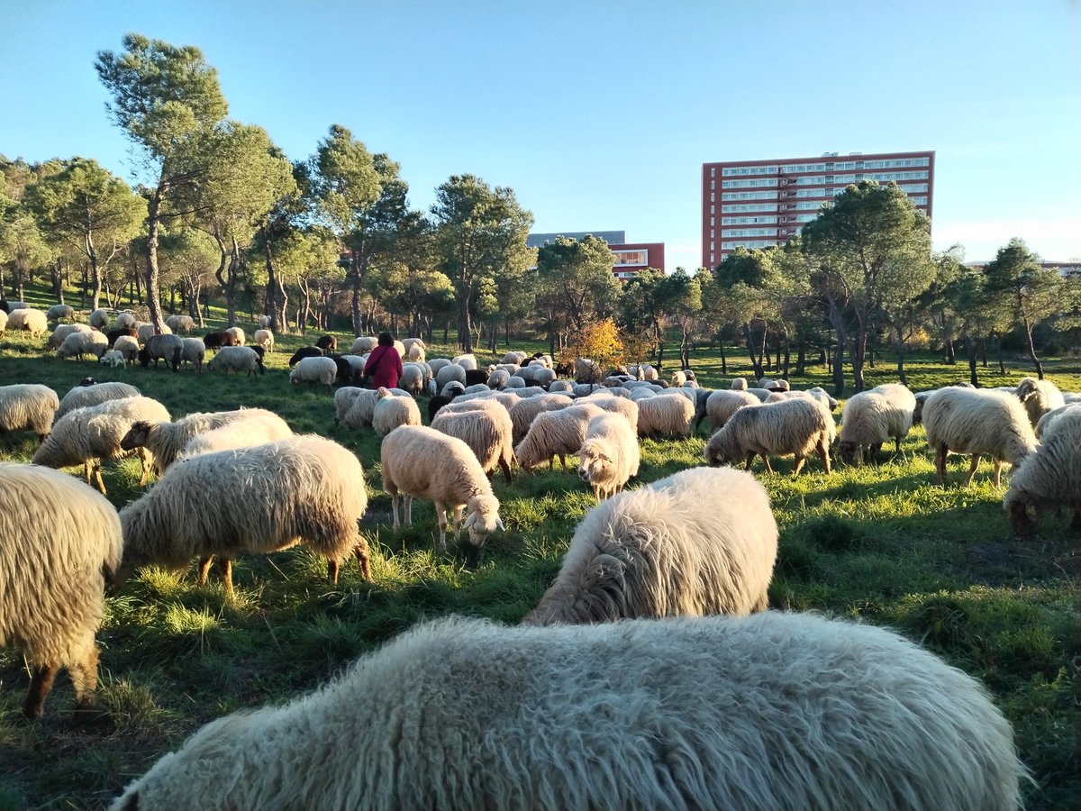 Hoy ha llegado al campus de la Ciudad Universitaria de #Madrid el rebaño de los <a href="/apisquillos/">Los Apisquillos</a> procedente de Puebla de la Sierra. Aquí pasarán la noche pastores y ovejas, antes de llegar mañana a su invernadero de la Casa de Campo.
#Trashumancia #Pastoralismo #Víaspecuarias