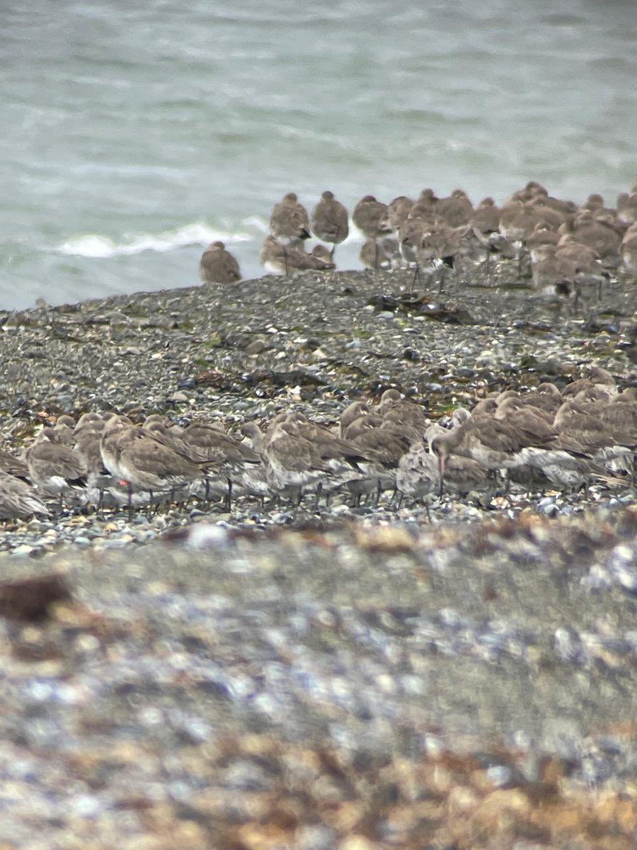 Llegan muy buenas noticias de Bahía Lomas, Tierra del Fuego, Chile. La visita guiada está cumpliendo con su objetivo 🐦🐦🐦 aquí algunas imágenes 📸Vania Tellez 🙌