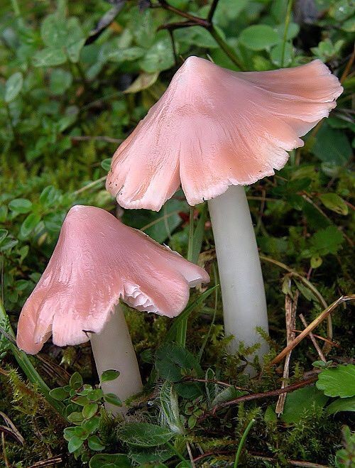Untamedpath's tweet photo. "A pair of delicate Ballerina Waxcaps (Porpolomopsis calyptriformis) grace the forest floor, their soft pink hues a delightful contrast to the lush greenery." #pinkwaxcap #ballerinawaxcap #fungi #nature #mushroom #forestfloor #rarefind https://t.co/w3FfrqXBWG