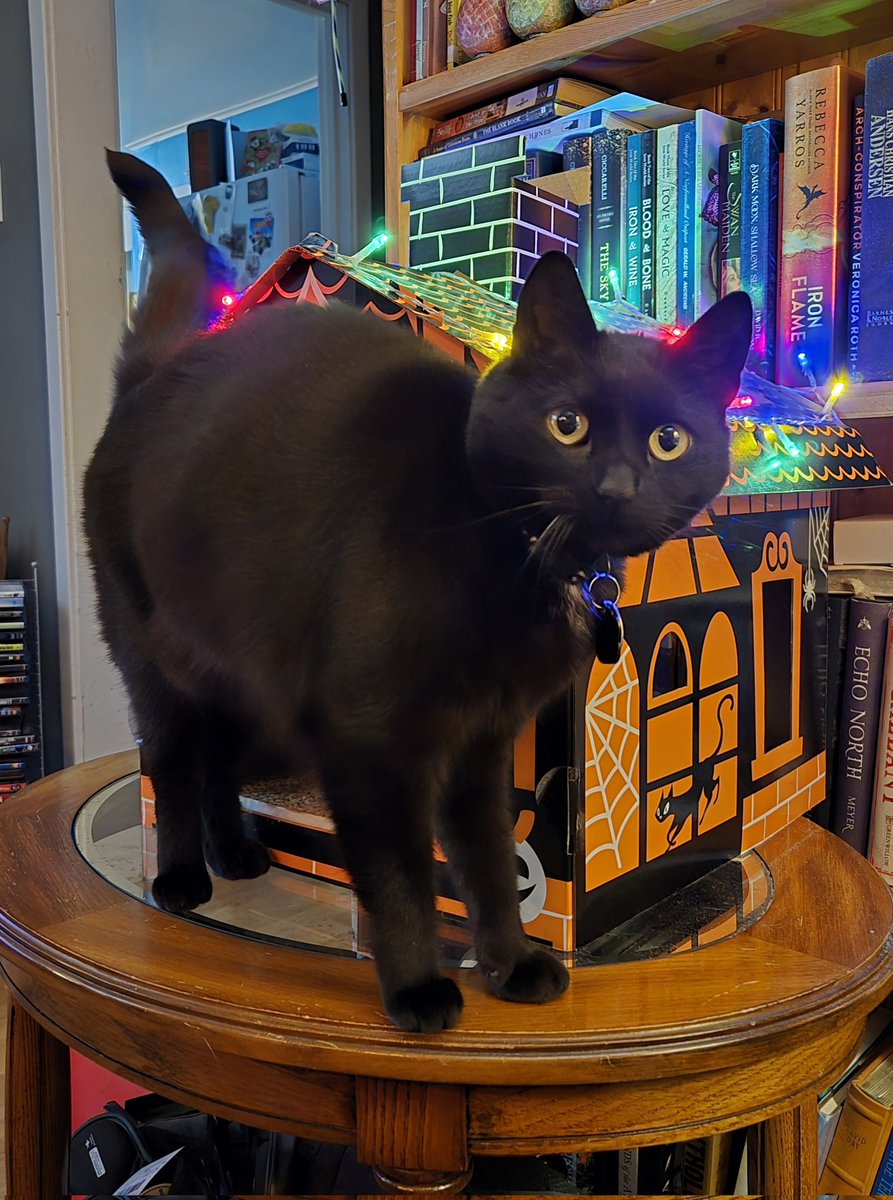 mkking7's tweet photo. Moon's haunted house is all decorated for Christmas. #caturday #hauntedhousechristmas #moonieboonie #happychristmas https://t.co/17F3GZj9sS