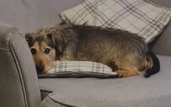 Elderly #Dachshund/#JRT, grey, brown &amp; white male, #missing since the 5/12/24 from #Sidbury #EX10 area, #EastDevon. Wearing a coat and collar. He has little sight &amp; is hard of hearing. DL: doglost.co.uk/dog-blog.php?d… #MissingDog #LostDog #DogsOfTwitter