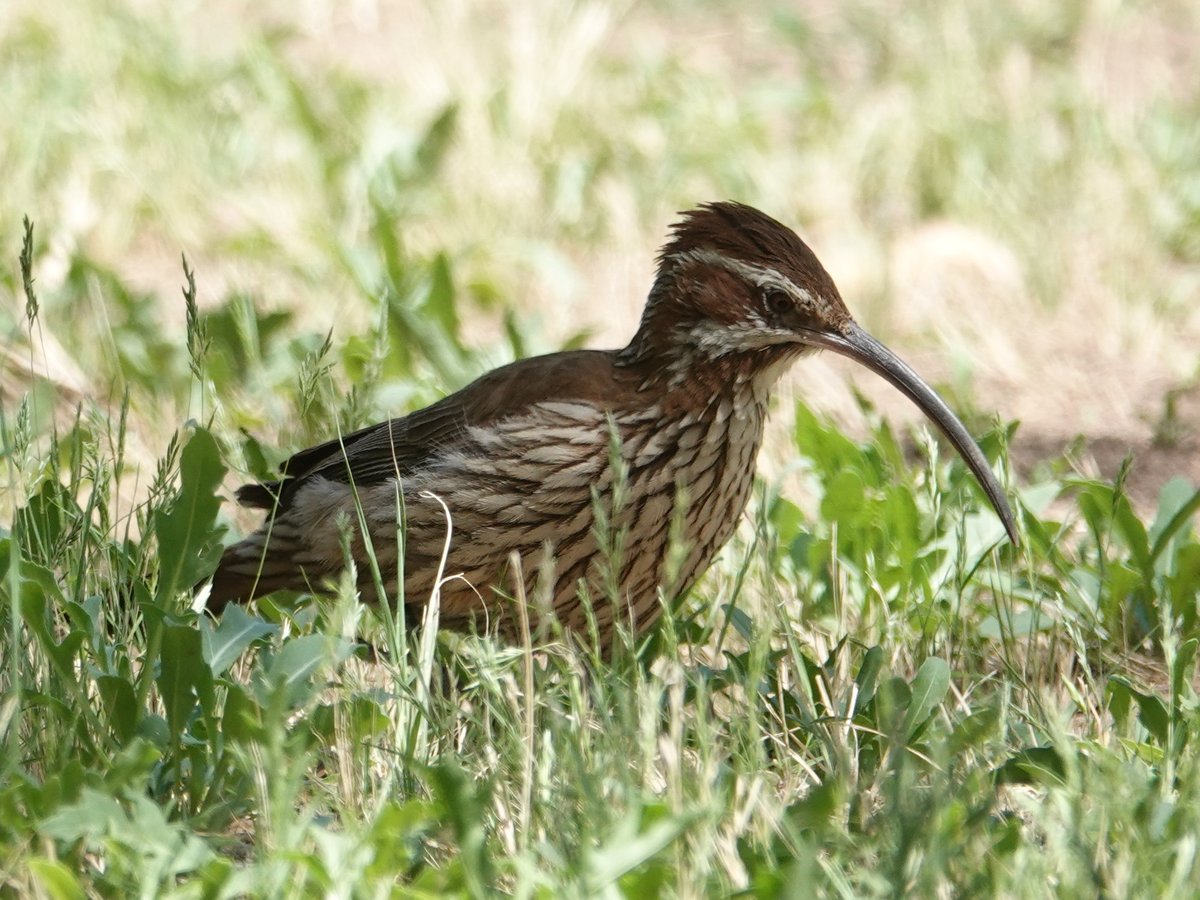 sleepingbirder's tweet photo. Excellent first day around Bahia Blanca before joining Ornis Southern Argentina trip last month. Details at https://t.co/5sO4I7awgX https://t.co/yEDgKltDSl