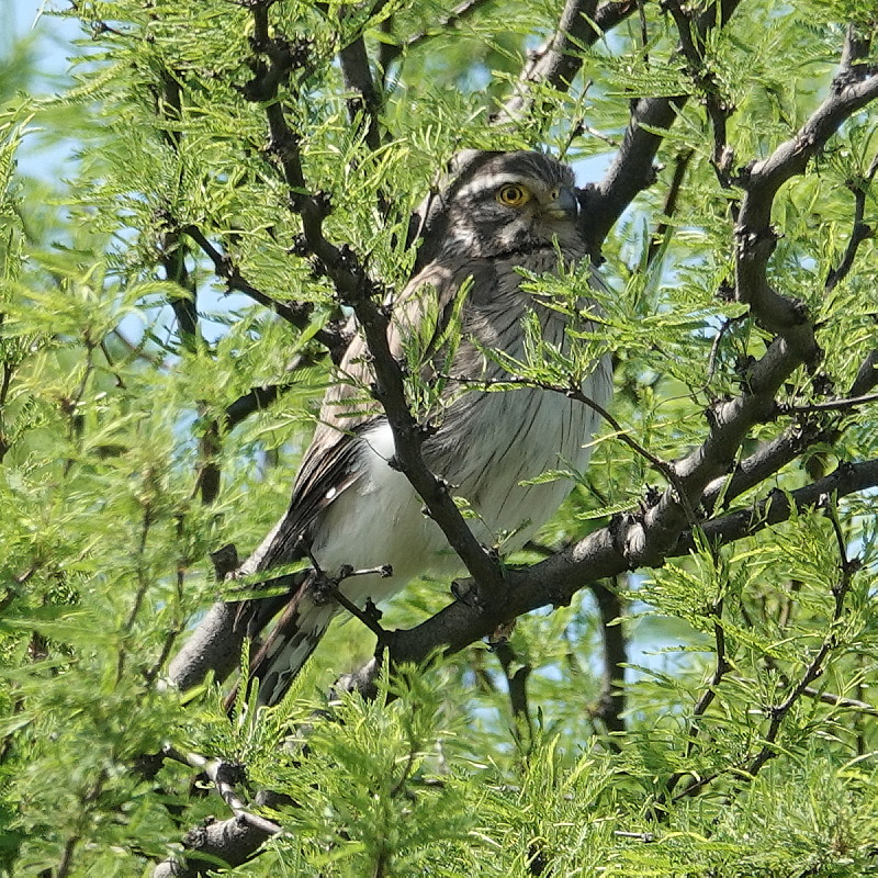 sleepingbirder's tweet photo. Excellent first day around Bahia Blanca before joining Ornis Southern Argentina trip last month. Details at https://t.co/5sO4I7awgX https://t.co/yEDgKltDSl