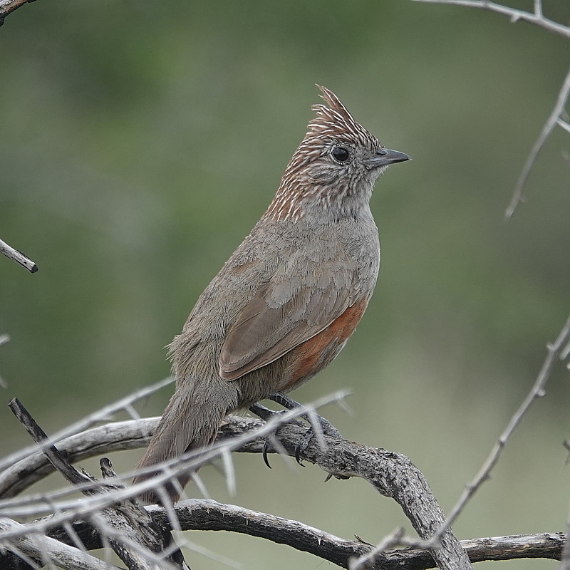 Excellent first day around Bahia Blanca before joining Ornis Southern Argentina trip last month. Details at birdingneversleeps.blogspot.com