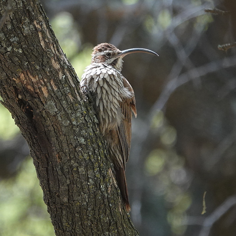 sleepingbirder's tweet photo. Excellent first day around Bahia Blanca before joining Ornis Southern Argentina trip last month. Details at https://t.co/5sO4I7awgX https://t.co/yEDgKltDSl