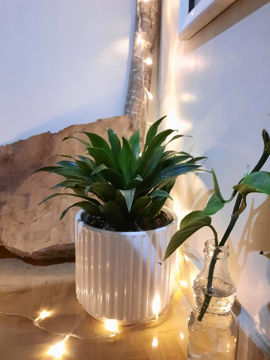 حریرا tweet media