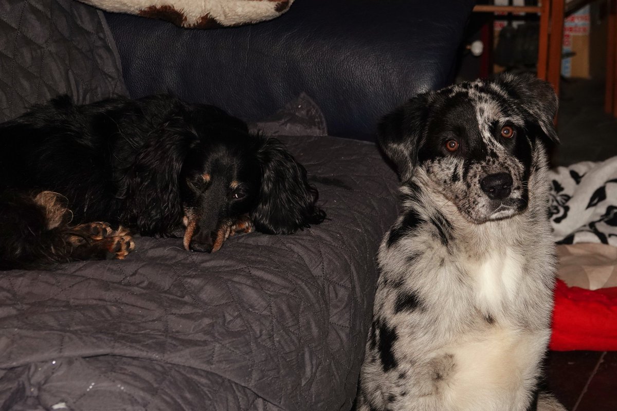 jolandabrwr's tweet photo. ElkeDagEenFoto
Dag 342
07-12-2024
#puppyspam
#Gijs en #Lizzy https://t.co/oq7GppWeeS