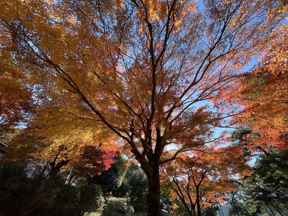 itsuki_aome's tweet photo. 静岡旅行に行ってから体調がとても良い
初さわやかに富士山と朝日見ながら露天風呂入ってデジタルデトックスしてきた https://t.co/WWdGm8fG2m