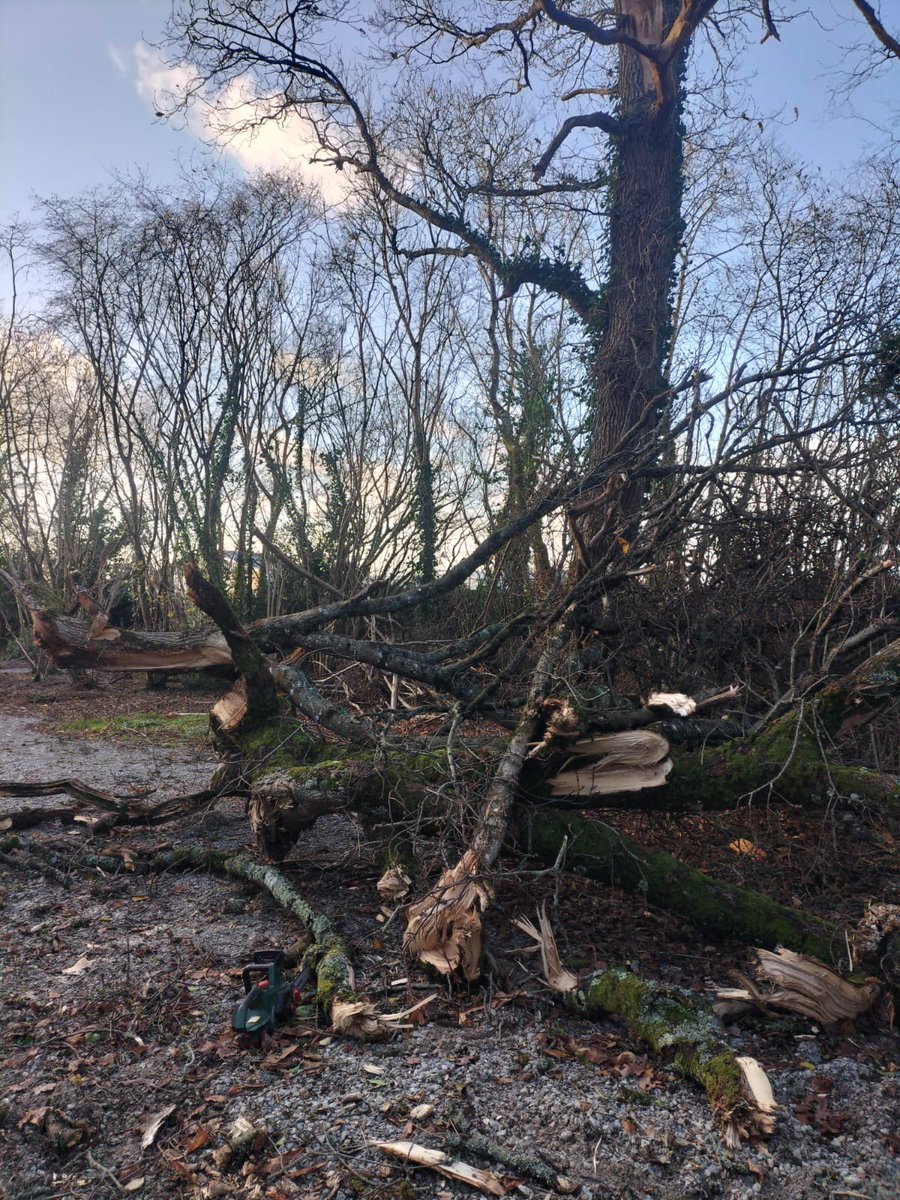 Stradbally Woodland Railway tweet media