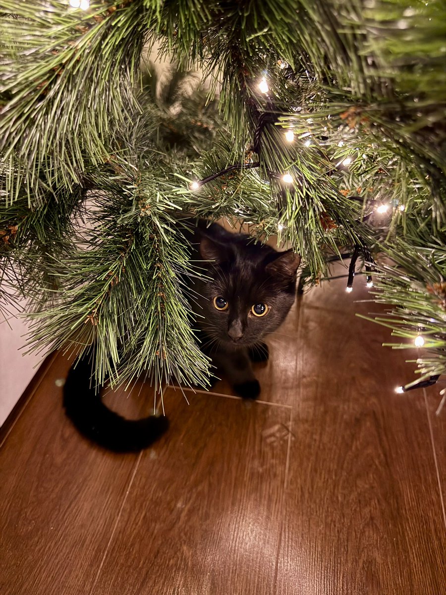 brendandonlon's tweet photo. This week‘s cluster of #luna cat pics for #caturday - the 🎄is unclimbed, but any bauble within paws reach does not remain on the tree for long... #cat  #blackcat #blackcatsoftwitter 🐈‍⬛ https://t.co/sPLJHuo2uX