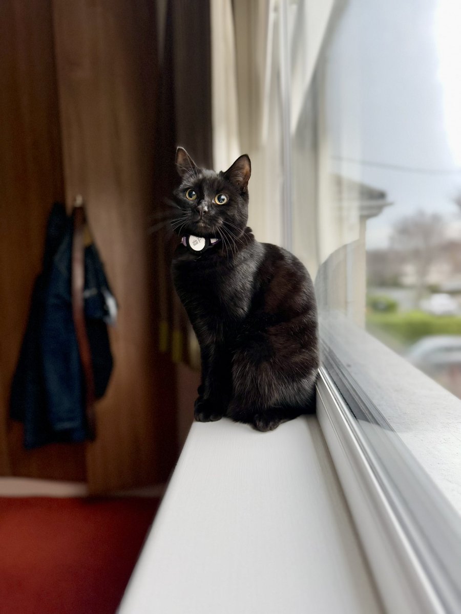 brendandonlon's tweet photo. This week‘s cluster of #luna cat pics for #caturday - the 🎄is unclimbed, but any bauble within paws reach does not remain on the tree for long... #cat  #blackcat #blackcatsoftwitter 🐈‍⬛ https://t.co/sPLJHuo2uX