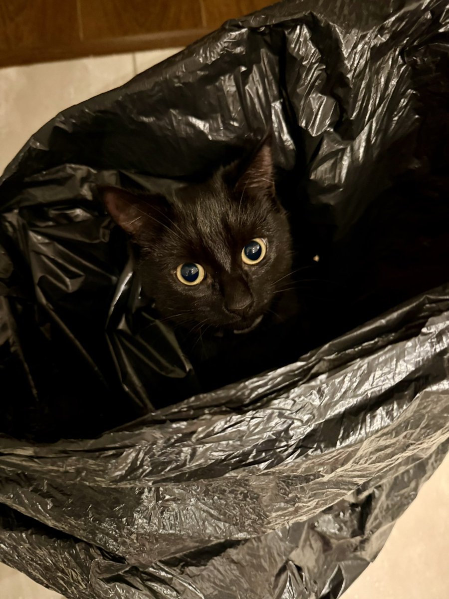brendandonlon's tweet photo. This week‘s cluster of #luna cat pics for #caturday - the 🎄is unclimbed, but any bauble within paws reach does not remain on the tree for long... #cat  #blackcat #blackcatsoftwitter 🐈‍⬛ https://t.co/sPLJHuo2uX