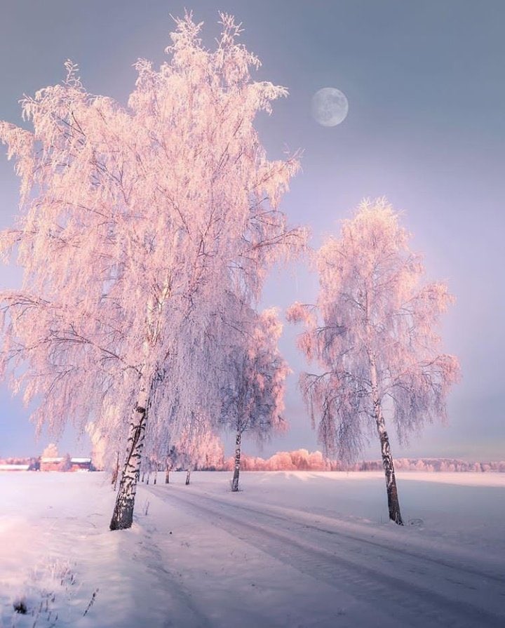 — winter solace ❄️