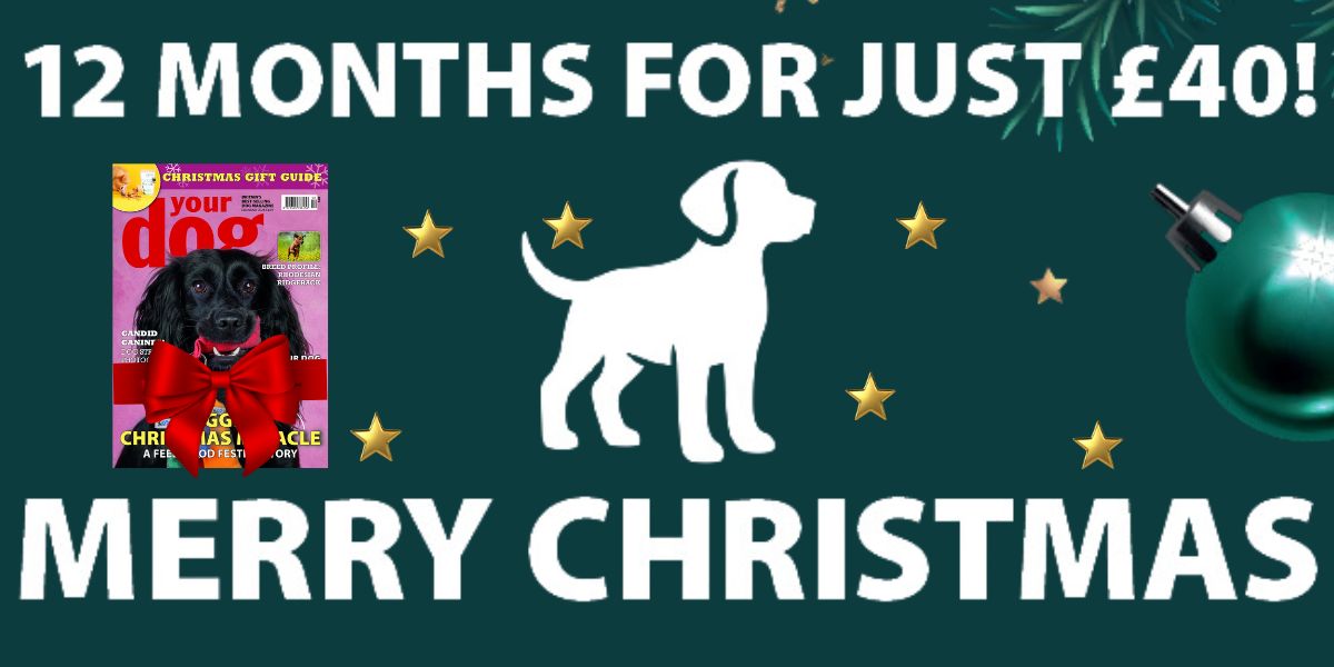 🎁 Looking for the perfect Christmas present for a fellow dog lover or feel like a monthly treat yourself? 🎁

Why not spoil them, or yourself, with a subscription to Your Dog and enjoy lots of great adventures with your dog!

Subscribe now 👉 bit.ly/yourdogxmas24s