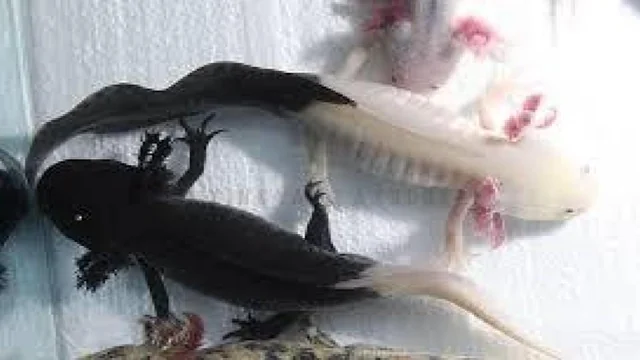 MonkiArt's tweet photo. I was today years old when I found out ''firefly'' axolotls actually have their limbs or heads chopped off and grafted onto a differently colored axolotl... 

What the actual fuck????? https://t.co/03EHSTzI9R