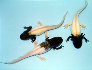 MonkiArt's tweet photo. I was today years old when I found out ''firefly'' axolotls actually have their limbs or heads chopped off and grafted onto a differently colored axolotl... 

What the actual fuck????? https://t.co/03EHSTzI9R