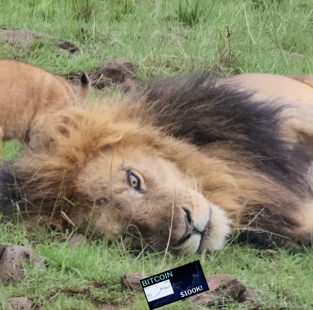 Crypto_Mags's tweet photo. 100k on safari be like
H/t @beiwatch https://t.co/nCk5Zp130X