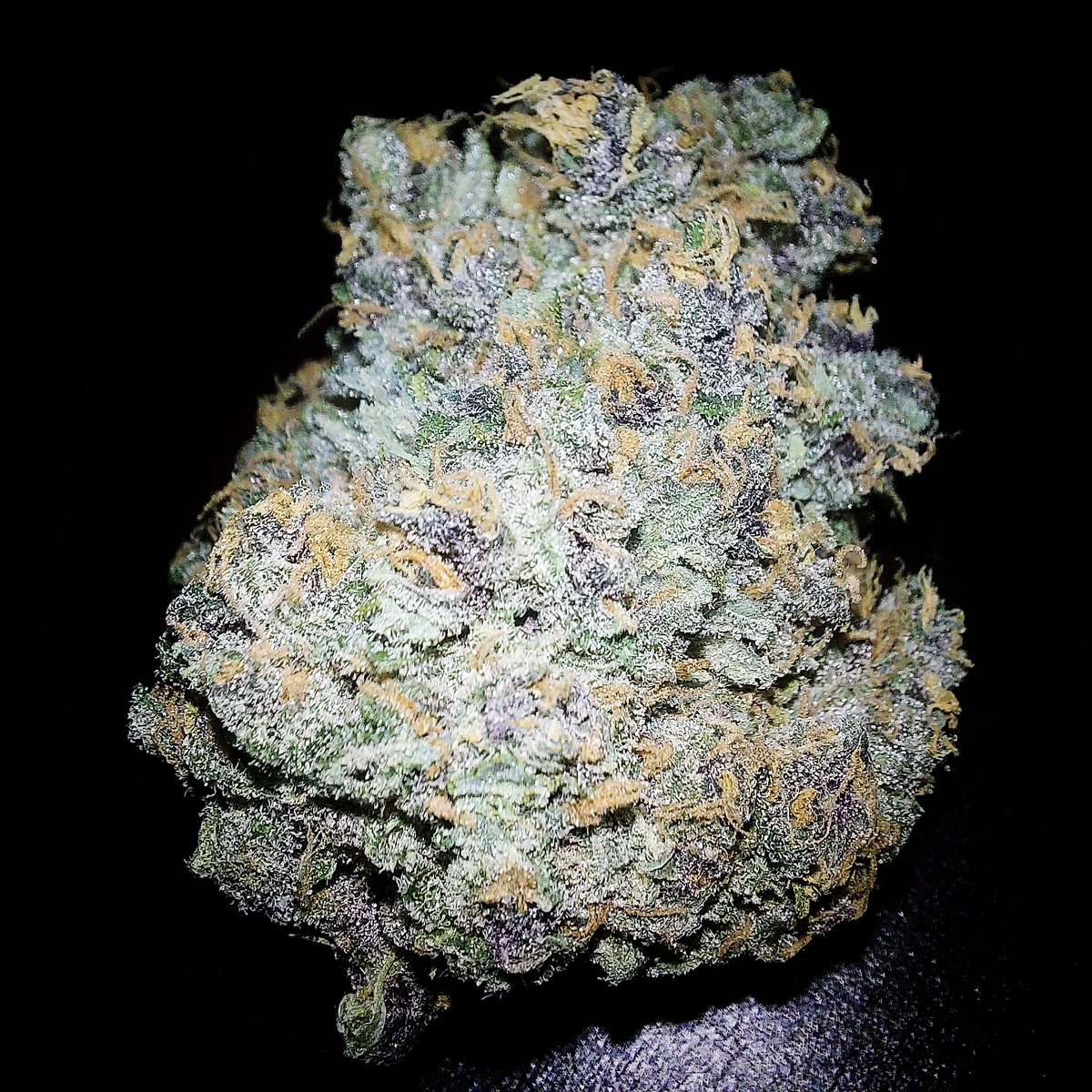 yolas_bud420's tweet photo. Dried and cured Cream Cheese Auto 🌿

#GreenLeopard #GrowYourOwn #LegalizeIt https://t.co/sn5H0hsaMY