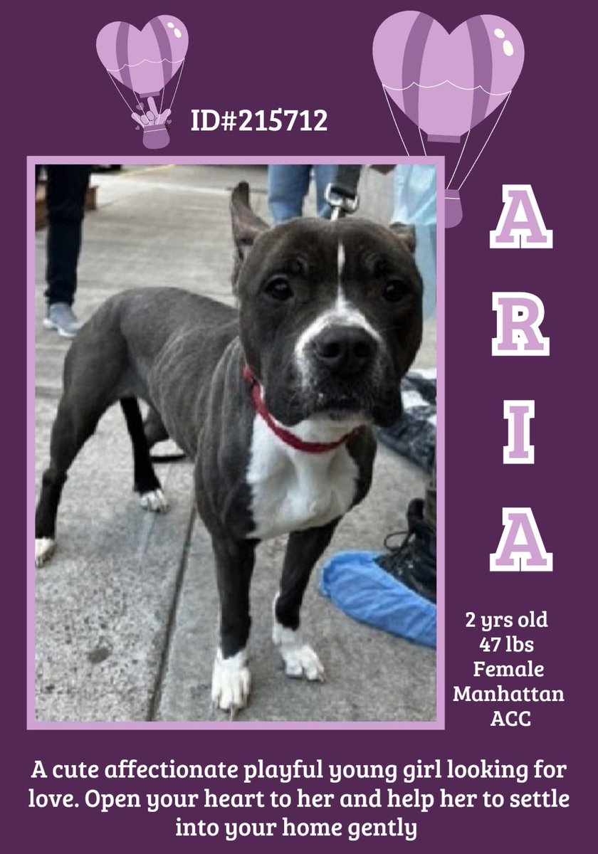 EASpenser's tweet photo. 💜ARIA, age 2🎶#IdSingButImHungry
No back story but in opera, it's always sad. #StarvingStray? #UnderfedBreedingMomma? She's safe now. Needs:
#GoodFood
#TimeToAdjust
#GoSlow
#AttentionToPersonality
#LotsOfExerciseBodyAndBrain
https://t.co/LdrGTqNHnf
#Adopt #Foster #Pledge4Rescue https://t.co/vZD7iPJPhr